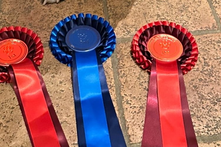 Gryff, a Welsh Sheepdog from Lawrenny recently returned from the autumn agility contest at Epynt with two first place rosettes and one second. Owner/handler Alison said he would have had another if she hadnât made errors. Well done Gryff!