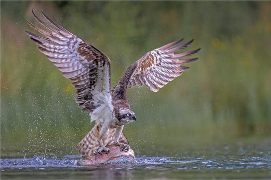 Osprey struggling with trout