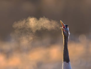 Tenby photographers explore the natural world