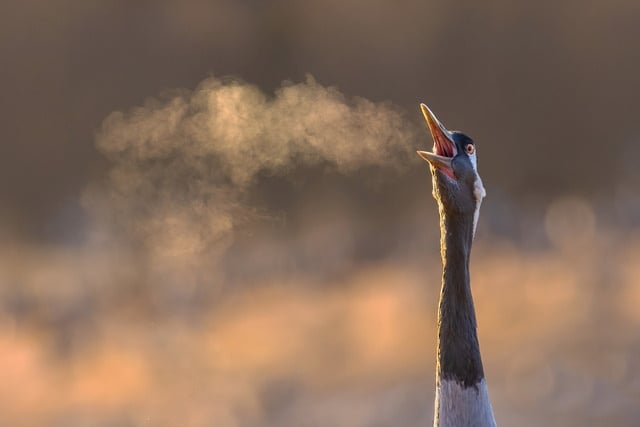 Crane on a cold and frosty morning