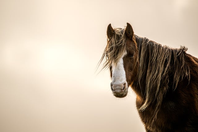 Curious George - horse portrait by Jamie Smart, age 8