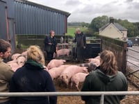 Whitland company helps train young farmers on pig production course