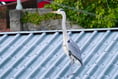 Wildlife in the town - Heron spotted at Pembroke Dock garden