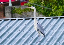 Wildlife in the town - Heron spotted at Pembroke Dock garden