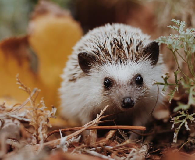 Hedgehog awareness