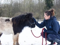 RSPCA tips to keep animals safe as cold weather continues