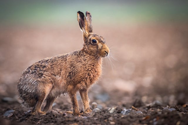 Brown Hare in Ploughed Field by Dave Bolton