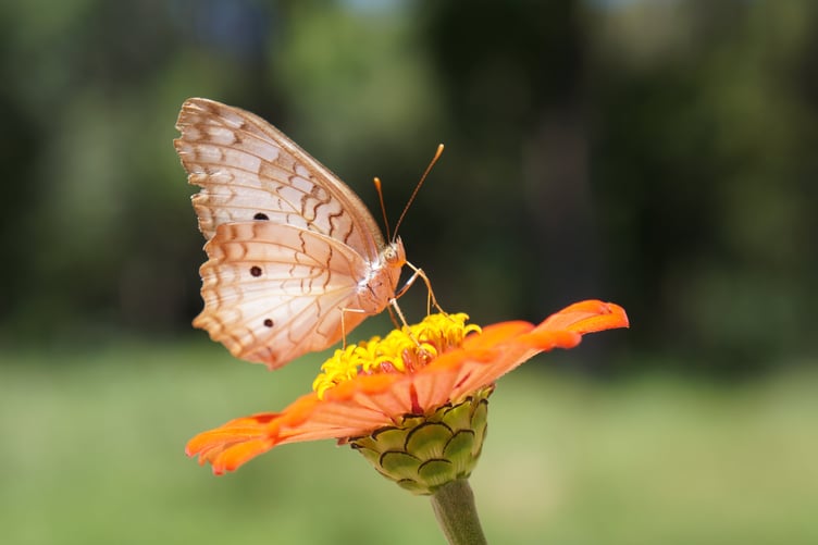 Butterfly on flower