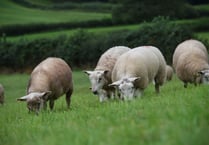 Opportunity for Welsh farms to grow their business with GrasscheckGB