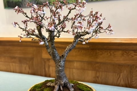 Exhibit from last year’s Dragon Bonsai Spring Show