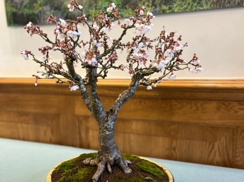 Exhibit from last year’s Dragon Bonsai Spring Show