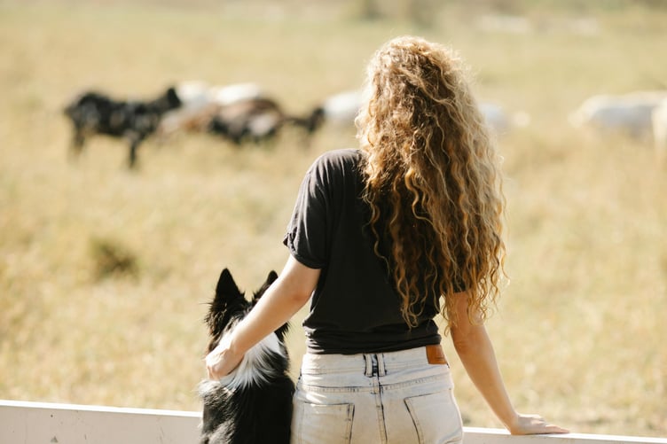 Dog with owner, watching lambs