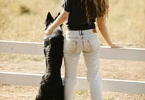 Dog attacks cost Welsh farms £385,000: NFU calls for responsible dog ownership