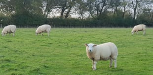 Needle felting demonstration at St Issell’s WI
