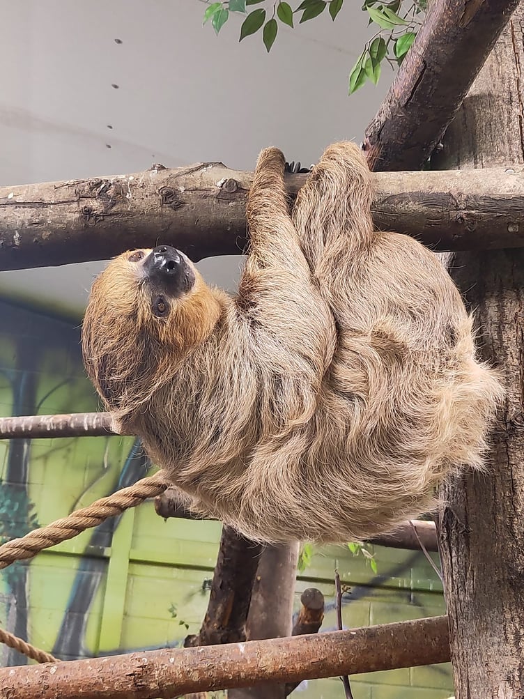 Nova, Folly Farm’s male breeding sloth