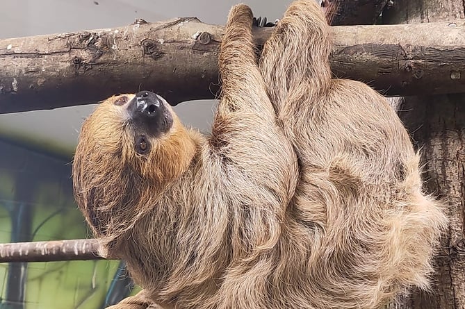 Nova, Folly Farm’s male breeding sloth