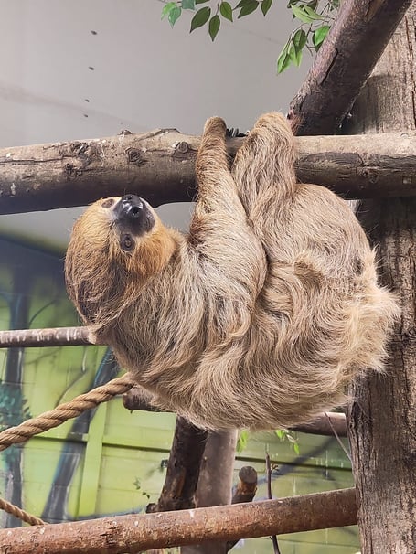 Nova, Folly Farm’s male breeding sloth
