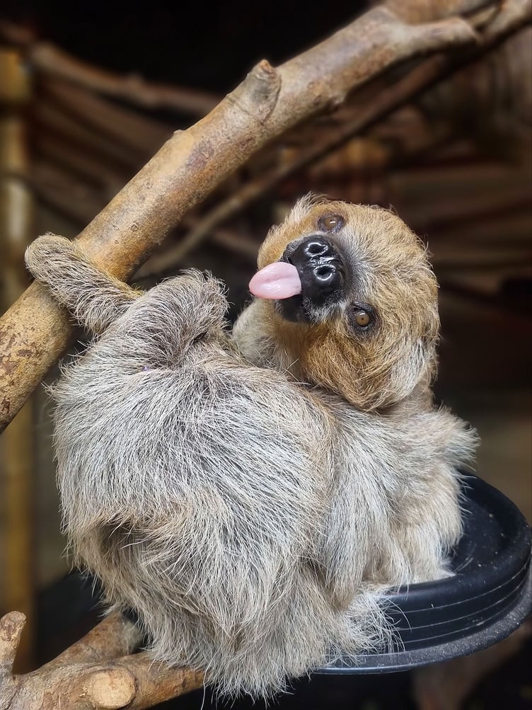 Nova at Hamerton Park Zoo prior to the move