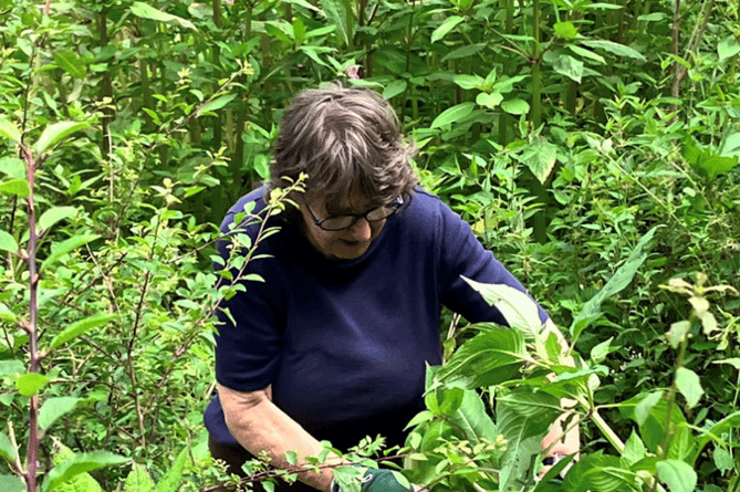 Volunteers control the spread of invasive species along our rivers.