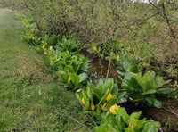 Invasive species alert