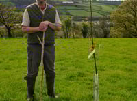 Nut trial looks at viability of producing walnuts in Wales