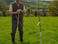 Nut trial looks at viability of producing walnuts in Wales