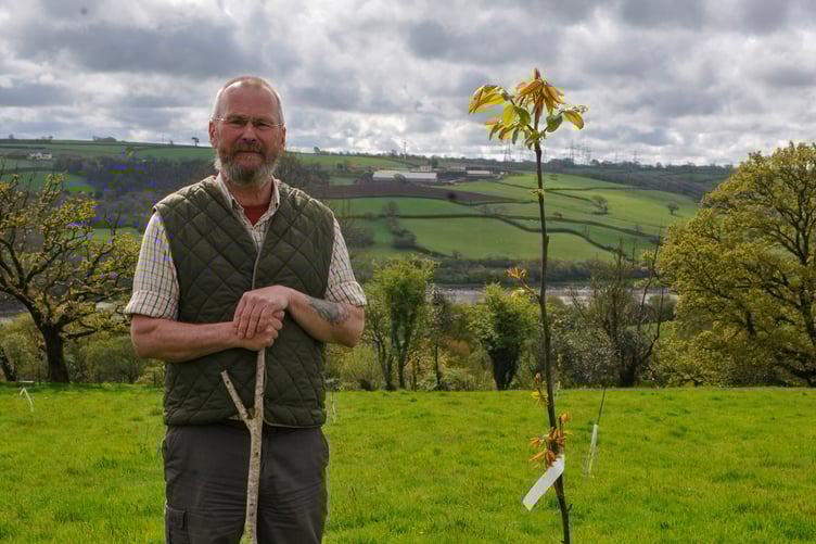 Martyn Williams and sweet chestnut tree
