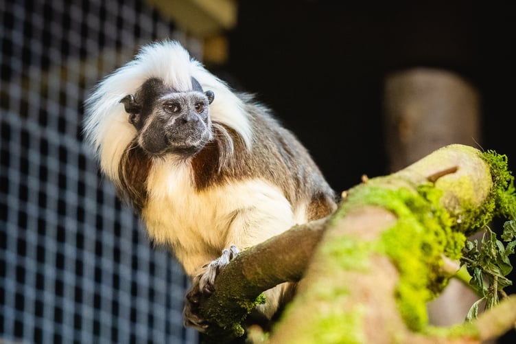 Cotton-top tamarin at Folly Farm