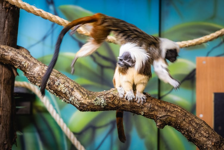 Folly Farm tamarins
