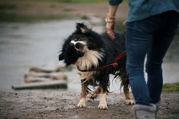 Wales launches tourism ad for dogs - close-up