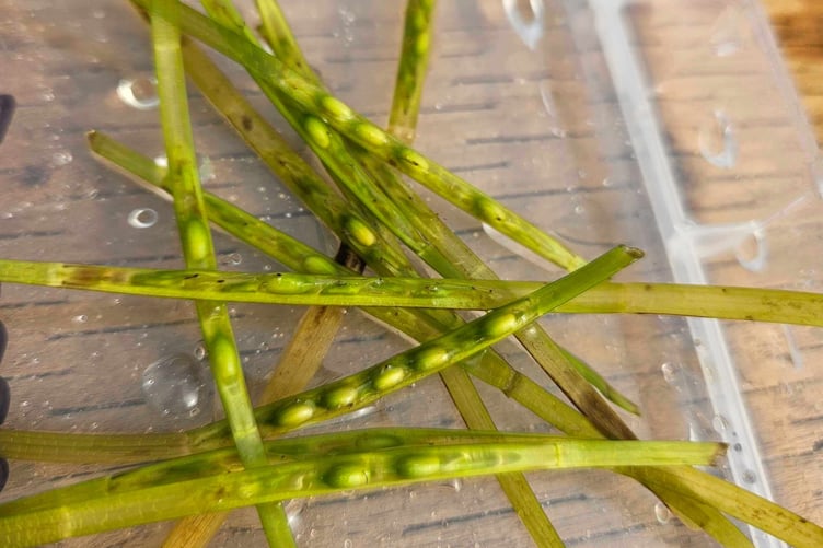 Seagrass seeds. Photo: Project Seagrass