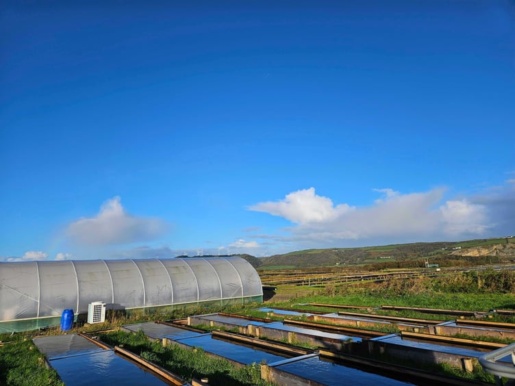 Polytunnel and outdoor ponds at Laugharn seagrass nursery