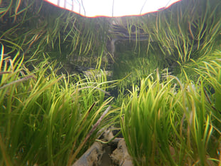 Dale Beach Seagrass Celebration, June 13