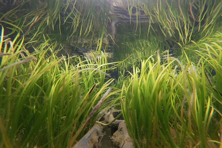 Seagrass growing in the Project Seagrass nursery, Laugharne