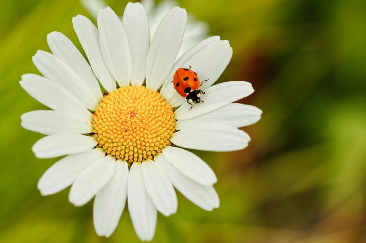 Ladybird on flower