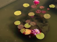 Manorbier Gardening Club learns how to create wildlife friendly ponds