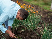 Pennar Allotments