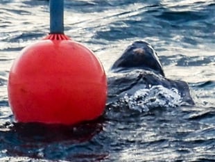 Sailing Club news: Turtle-towed at Tenby
