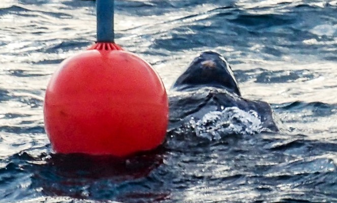 This 1.5m leatherback turtle towed one of the club’s racing marks out to sea complete with anchor and chain.