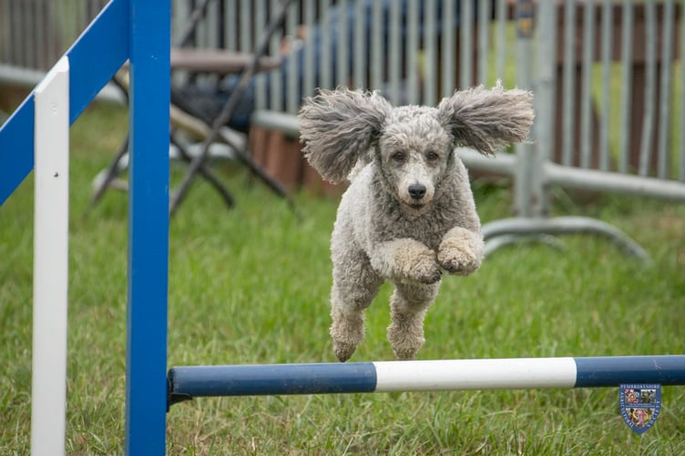 Dog agility at Pembrokeshire County Show