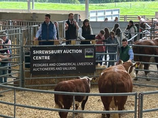 Hean Polled Herefords sale attracts huge crowd to Pembrokeshire