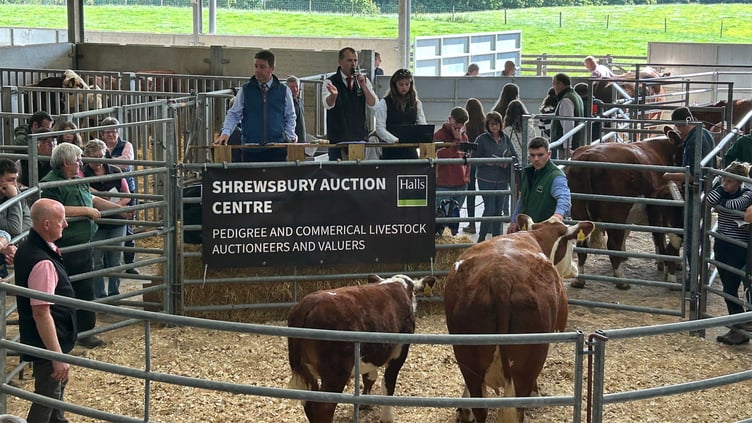 Halls auctioneer Jonny Dymond selling a cow and calf during the dispersal sale of the Hean Herd of Polled Hereford cattle on Saturday.