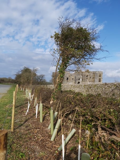 Planting near Carew Castle