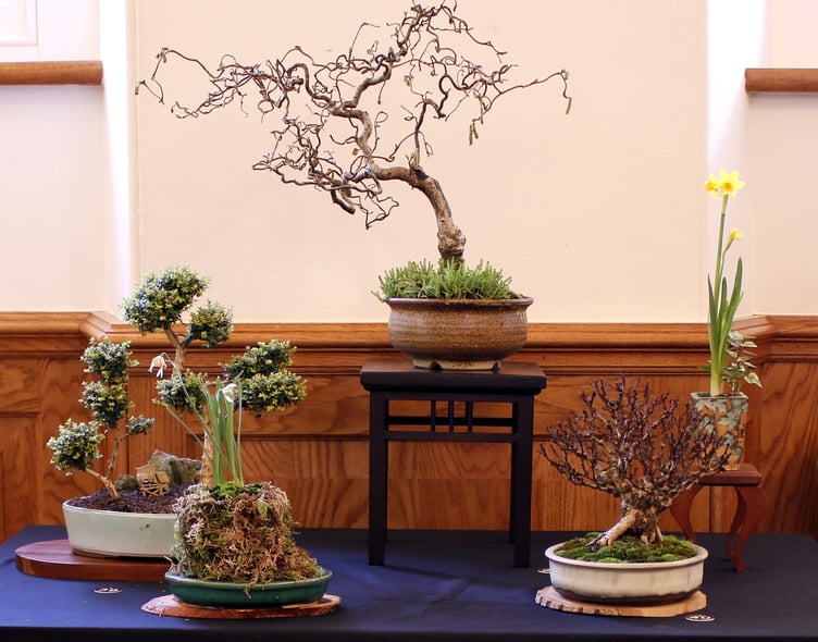 Dragon Bonsai Club