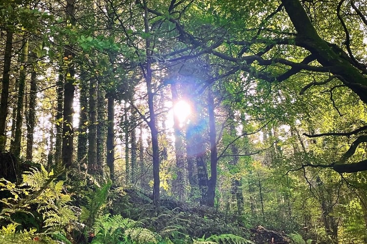 Sun peering through the trees at Glen Helen