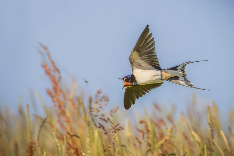 Dave Bolton Swallows Takeaway won Gold in the Tenby Camera Club Nature Competition Print Section
