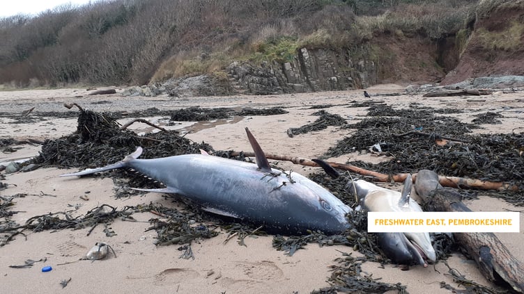 Found washed up together on Freshwater East beach recently: alongside a juvenile common dolphin, there was a giant - an Atlantic Bluefin Tuna. The bluefin tuna is described by Devon Wildlife Trust as “a stunning marine animal, that leaps out of the water like a dolphin, speeds like a racehorse, and is bigger than a polar bear.”