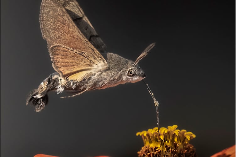 Humming Bird Moth by Jan Sullivan