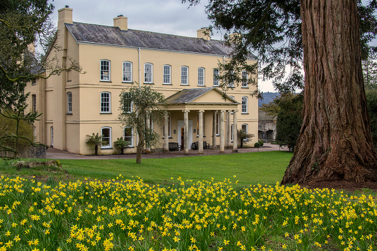 Narcissus ‘Tete a tete’ at Aberglasney