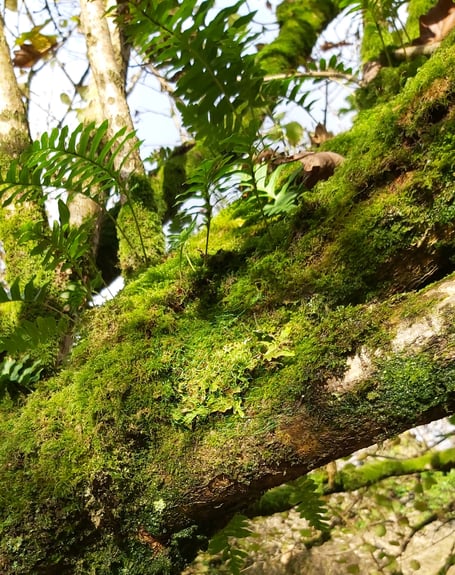 Tree Lungwort transplant